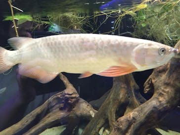 カワスイ 川崎⽔族館に投稿された画像（2023/9/28）