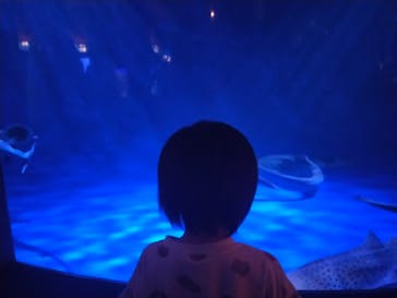 新江ノ島水族館に投稿された画像（2023/9/28）