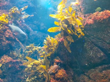 新江ノ島水族館に投稿された画像（2023/9/28）