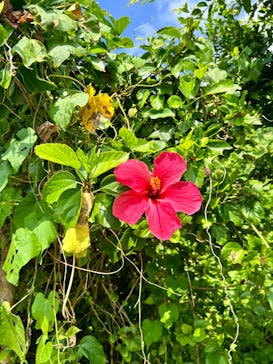 宮古島 ADVENTURE PiPi（ミヤコジマ アドベンチャー ピピ）に投稿された画像（2023/9/28）