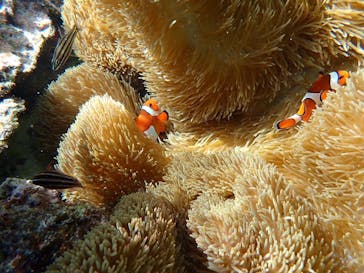 宮古島 ADVENTURE PiPi（ミヤコジマ アドベンチャー ピピ）に投稿された画像（2023/9/28）