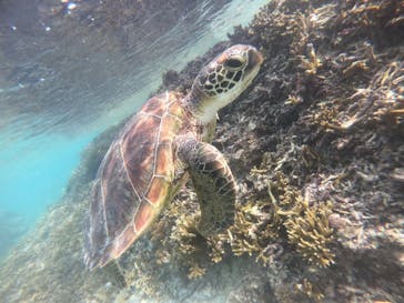 宮古島 ADVENTURE PiPi（ミヤコジマ アドベンチャー ピピ）に投稿された画像（2023/9/28）