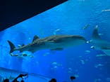 沖縄美ら海水族館に投稿された画像（2023/9/28）