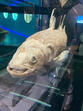 特別展「海　―生命のみなもと―」（国立科学博物館）に投稿された画像（2023/9/28）