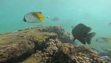 武藤潜水に投稿された画像（2023/9/29）