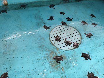 串本海中公園水族館に投稿された画像（2023/9/29）