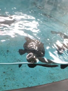 串本海中公園水族館に投稿された画像（2023/9/29）