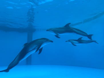 鴨川シーワールドに投稿された画像（2023/9/29）