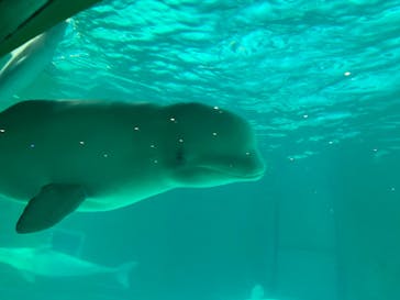 鴨川シーワールドに投稿された画像（2023/9/29）