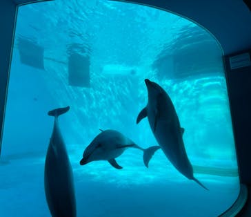 名古屋港水族館に投稿された画像（2023/9/29）