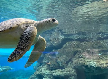 名古屋港水族館に投稿された画像（2023/9/29）