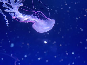 新江ノ島水族館に投稿された画像（2023/9/29）