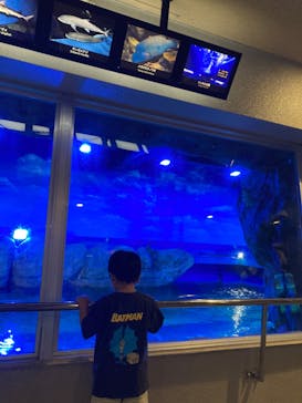 しながわ水族館に投稿された画像（2023/9/29）