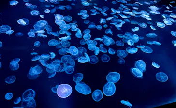 すみだ水族館に投稿された画像（2023/9/29）