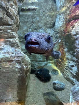九十九島水族館海きららに投稿された画像（2023/9/29）