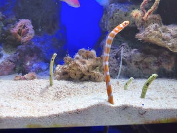 新江ノ島水族館に投稿された画像（2023/9/29）