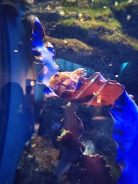 新江ノ島水族館に投稿された画像（2023/9/29）