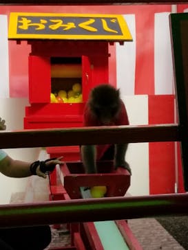 おさるランド＆アニタウン　日光さる軍団劇場に投稿された画像（2023/9/29）