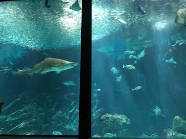 マリンワールド海の中道に投稿された画像（2023/9/29）