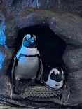 サンシャイン水族館に投稿された画像（2023/9/30）