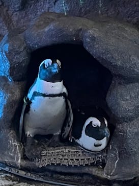 サンシャイン水族館に投稿された画像（2023/9/29）