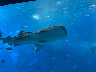 沖縄美ら海水族館に投稿された画像（2023/9/29）