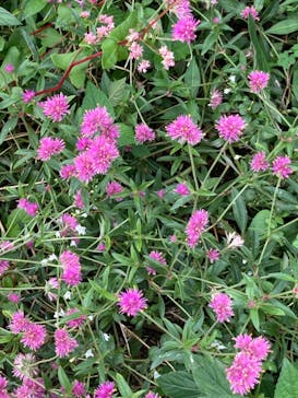 横浜イングリッシュガーデンに投稿された画像（2023/9/30）