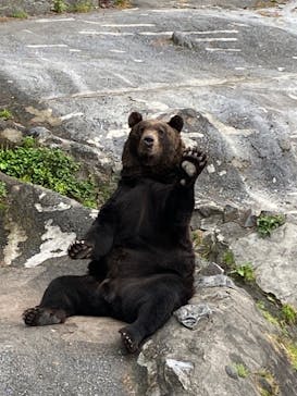 のぼりべつクマ牧場に投稿された画像（2023/9/30）
