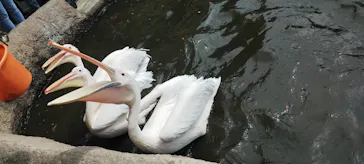 神戸どうぶつ王国に投稿された画像（2023/9/30）