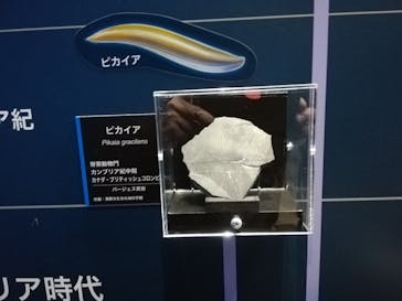 特別展「海　―生命のみなもと―」（国立科学博物館）に投稿された画像（2023/9/30）