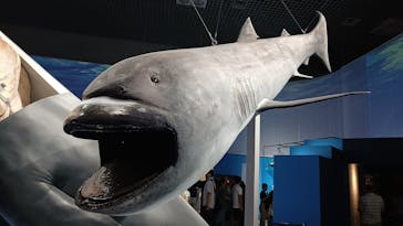 特別展「海　―生命のみなもと―」（国立科学博物館）に投稿された画像（2023/9/30）