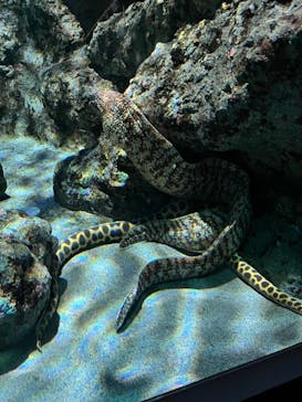 名古屋港水族館に投稿された画像（2023/9/30）