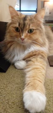 猫カフェモカ　池袋東口店に投稿された画像（2023/9/30）