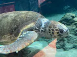 名古屋港水族館に投稿された画像（2023/9/30）