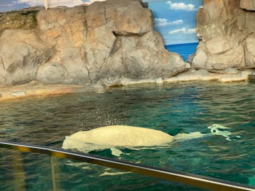 名古屋港水族館に投稿された画像（2023/9/30）