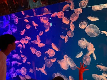 名古屋港水族館に投稿された画像（2023/9/30）