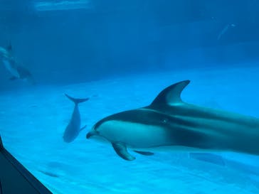名古屋港水族館に投稿された画像（2023/9/30）