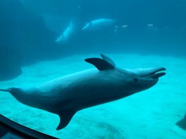 名古屋港水族館に投稿された画像（2023/9/30）