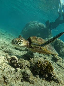 宮古島 ADVENTURE PiPi（ミヤコジマ アドベンチャー ピピ）に投稿された画像（2023/9/30）