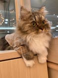 猫カフェモカ　イオンモール東久留米店に投稿された画像（2023/9/30）