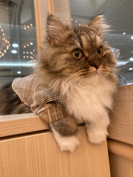 猫カフェモカ　イオンモール東久留米店に投稿された画像（2023/9/30）