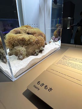 AOAO SAPPOROに投稿された画像（2023/9/30）