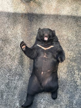 奥飛騨クマ牧場に投稿された画像（2023/9/30）