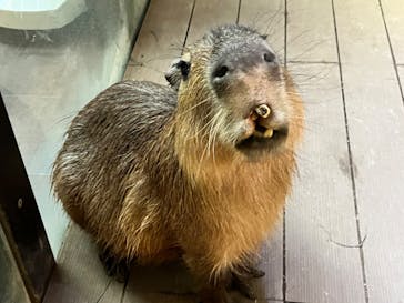 カワスイ 川崎⽔族館に投稿された画像（2023/9/30）