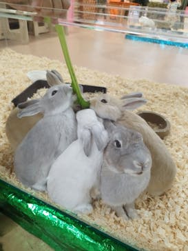 いきもの探検隊上尾に投稿された画像（2023/9/30）