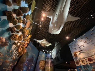 国立科学博物館に投稿された画像（2023/9/30）