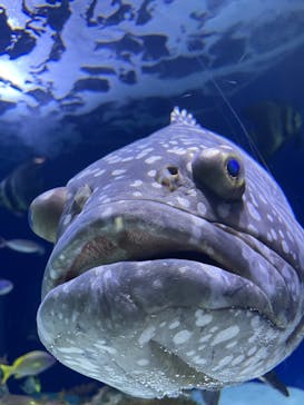 マリンワールド海の中道に投稿された画像（2023/9/30）