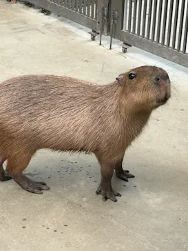 神戸どうぶつ王国に投稿された画像（2023/9/30）