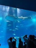 沖縄美ら海水族館に投稿された画像（2023/9/30）