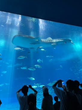 沖縄美ら海水族館に投稿された画像（2023/9/30）